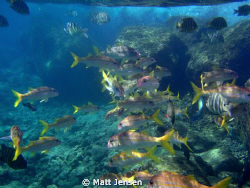 school of fish hanauma bay Hawaii by Matt Jensen 
